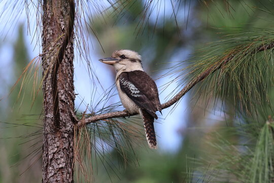 laughing kookaburra (Dacelo novaeguineae) Queensland , Australia