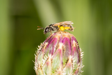 Close up of a hairy colletid bee, of the plaster bee family, collecting nectar and pollen from a flower © Nathan McClunie