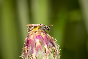 Close up of a hairy colletid bee, of the plaster bee family, collecting nectar and pollen from a flower © Nathan McClunie