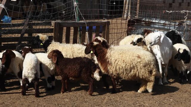 Herd of goats at the farm in Abu Dhabi, UAE