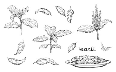 Illustration hand drawn Set ฺBasil, Holy Basil leaves, Basil tree,  on white background, outline monochrome ink style for artwork, logo, packaging vector.