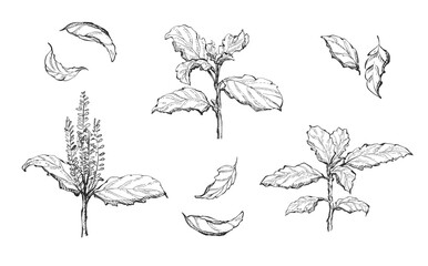 Naklejka premium Illustration hand drawn Set ฺBasil, Holy Basil leaves, Basil tree, on white background, outline monochrome ink style for artwork, logo, packaging vector.