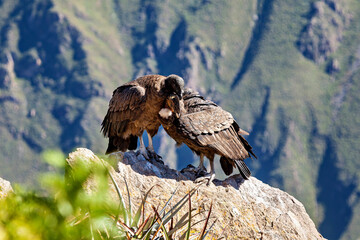 The Andean condor at the Colca Canyon in Peru