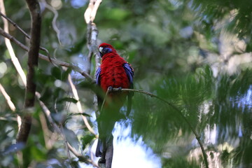 Crimson rosella (Platycercus elegans) in the rainforest  Queensland, Australia