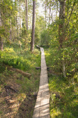 Obraz premium Boardwalk pathway through lush forest landscape during daytime under sunlight.