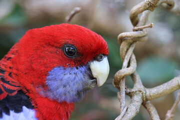 Crimson rosella (Platycercus elegans) Queensland, Australia
