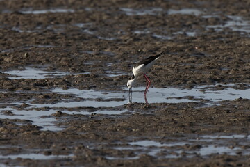 pied stilt (Himantopus leucocephalus)  Queensland, Australia