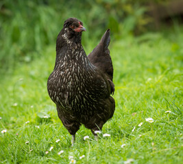 close up of free range chicken foraging in green grass