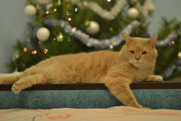 A ginger cat lies against the backdrop of a New Year tree