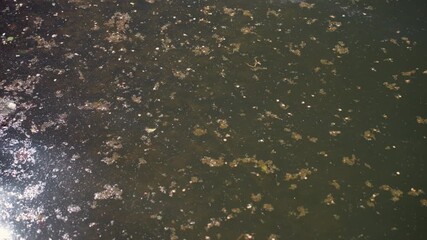 murky pond surface with floating leaves, close-up showing still water dotted with decaying leaf litter and fine sediment, muted green-brown tones, soft sun glare in corner, tranquil melancholic mood