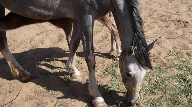 Arabian horse at the farm chewing fresh green grass