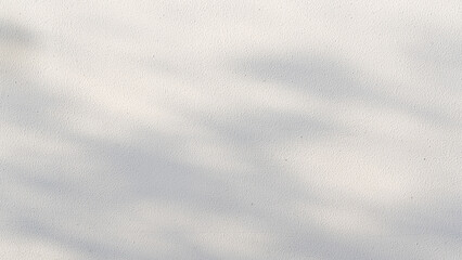 leaves tree branch plant shade sunlight on white wall background