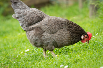 close up of free range chicken foraging in green grass