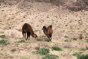 Fototapeta premium View of camels in the Kyzylkum desert