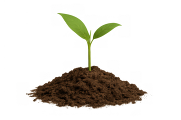Green seedling growing from soil mound, symbolizing new life, sustainable development, and environmental care