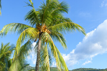 Obraz premium Vivid Tropical Palm Tree with Coconuts Against a Bright Blue Sky