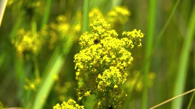 Macro shot of an ant on Lady's Bedstraw (Galium verum) flowers, illustrating entomophily and ecosystem connections.