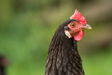 close up of free range chicken foraging in green grass