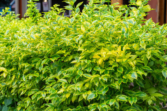 A close up shot of a vibrant golden dewdrop duranta erecta shrub displaying its rich green and yellow variegated leaves.