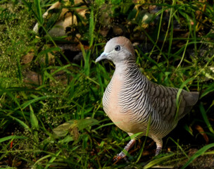Zebra dove walking through lush green grass in natural habitat