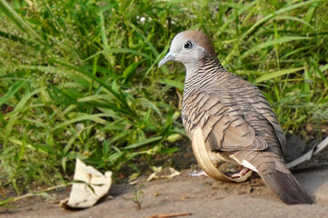 Zebra Dove Resting on Grass in Natural Habitat