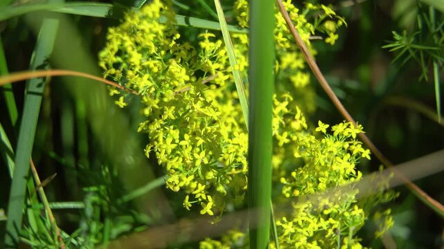 Bright yellow inflorescences of Galium verum against: Aesthetic bokeh of yellow Lady's Bedstraw