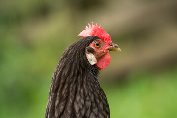 close up of free range chicken foraging in green grass