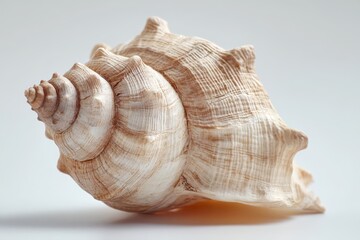 Obraz premium Macro close-up of a seashell on a pure white background