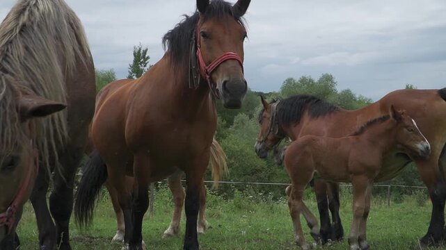 Brown Horses Herd And Foal In Farm, On Green Grassland
