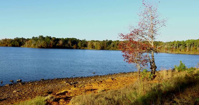 Static video of the Lake O' the Pines in Texas. Camera shows a shoreline in the foreground with a small tree and a shoreline in the distance with pine trees lining the shore.