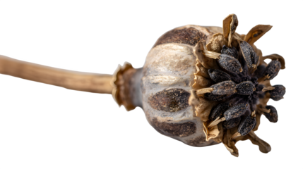 A close up of a dried poppy seed pod with seeds visible against a black background in sharp focus