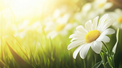 Bright daisies bloom in a sunlit meadow during a warm spring afternoon, showcasing nature's beauty and tranquility