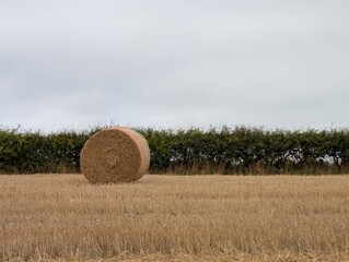 Round hay bale on farmland