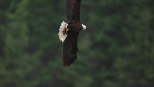 A bald eagle flying over the ocean majestically looking for food in Canada