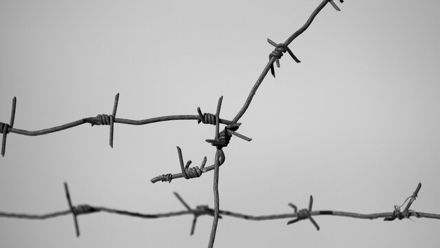 barbed wire close-up against a gray sky