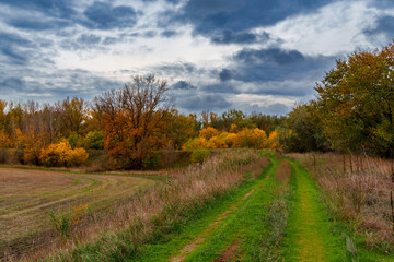 Fototapeta premium beautiful landscape of country road in autumn forest with bright yellow leaves on trees, cloudy weather
