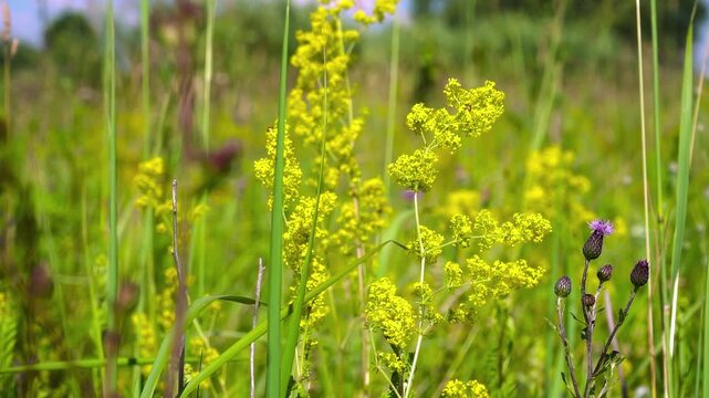 Dense thickets of blooming Galium verum, insect habitat and honey plant for beekeeping footage.