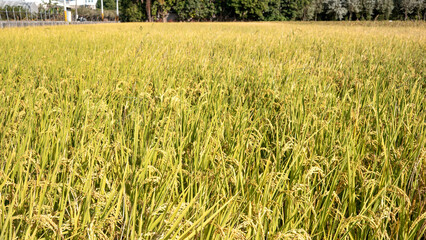 Obraz premium Golden rice paddy field landscape swaying over sunset day time.