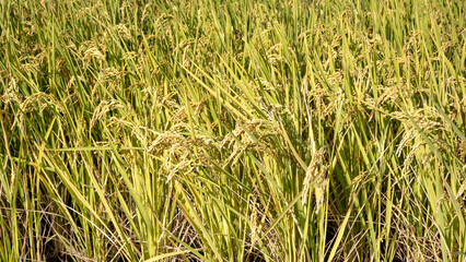 Obraz premium Golden rice paddy field landscape swaying over sunset day time.