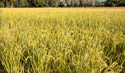 Obraz premium Golden rice paddy field landscape swaying over sunset day time.