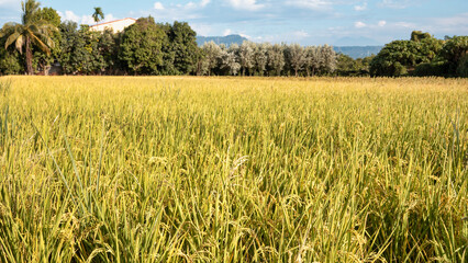 Obraz premium Golden rice paddy field landscape swaying over sunset day time.