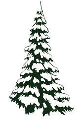 Winter evergreen tree covered in fresh snow, perfect for holiday designs and seasonal projects