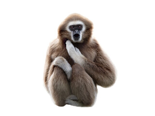 gibbon isolated on a white background