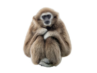 gibbon isolated on a white background