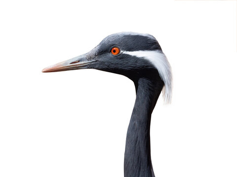 portrat grey crane isolated on white background