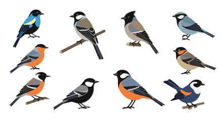 Fototapeta premium A beautiful collection of ten different species of small colorful songbirds sitting on branches isolated on a white background for ornithology.