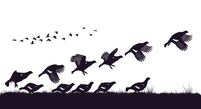 A silhouette animation sequence showing the movement of a black grouse taking off and flying away from a grassy field with a flock.