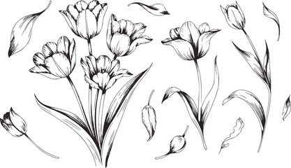 Black and white line drawing of various tulips and leaves