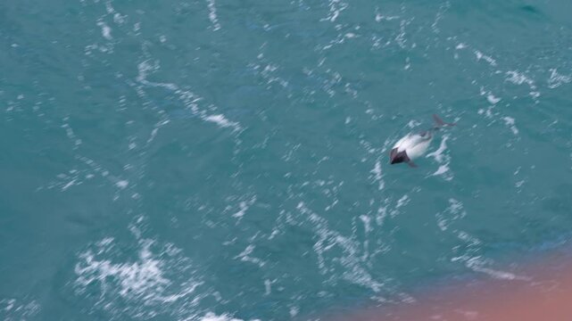 Commerson's dolphin leaps energetically in the ship's wake, riding waves with grace and speed off the coast of the Falkland Islands. Captured as a vertical video.