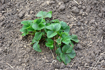 Young Strawberry Plant Growing in Garden Soil cut out